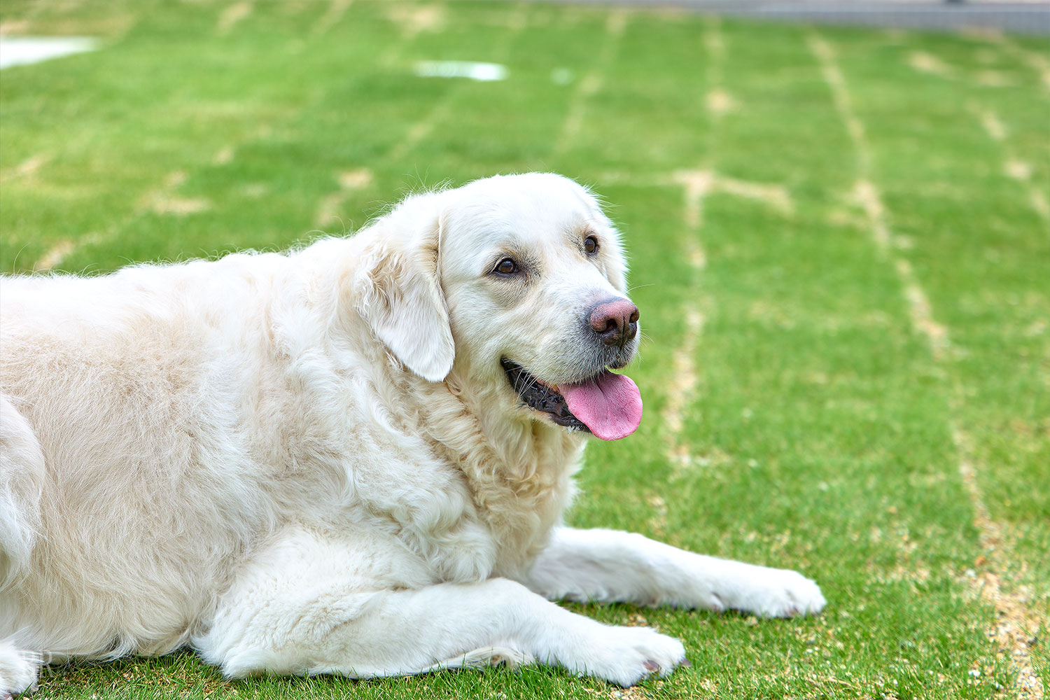 Dog-friendly Ocean Garden